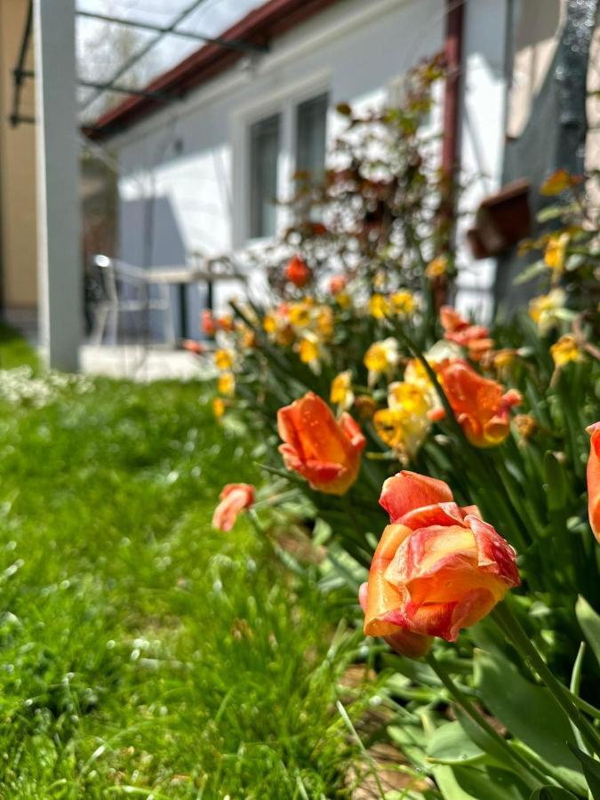 Apartmani Emily & Jully Nikšić Esterno foto